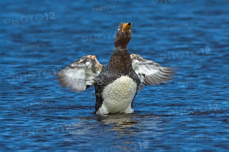 Falkland Flightless falkland steamer duck