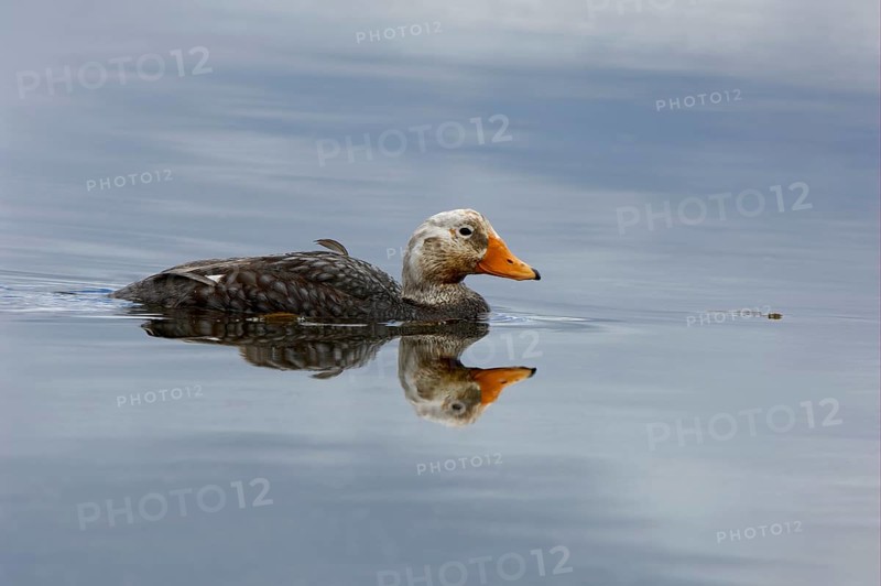 Falkland steamer ducks