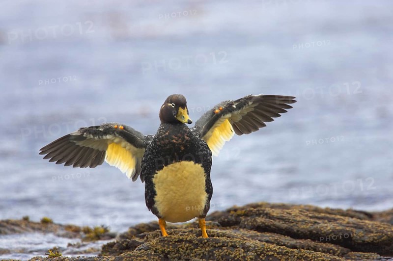 Falkland steamer duck