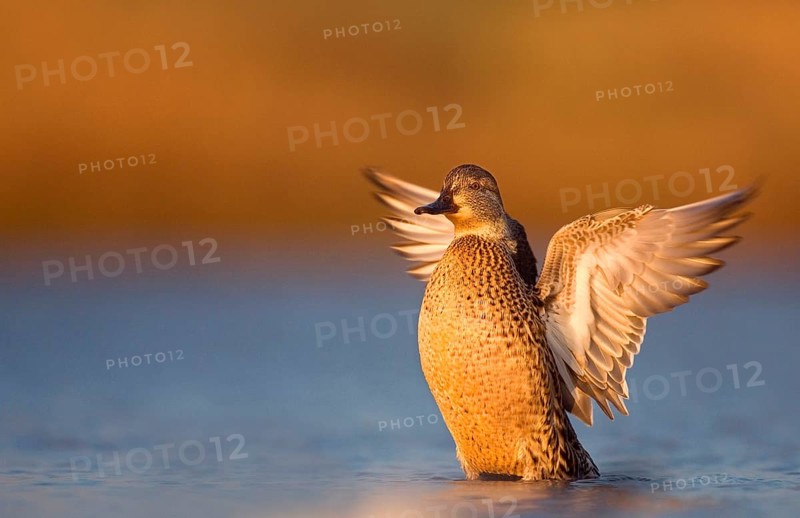 Common Teal