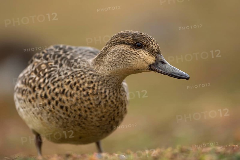 Common Teal