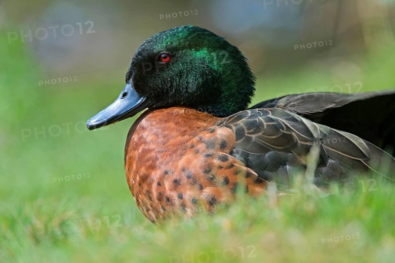 Chestnut-breasted teals