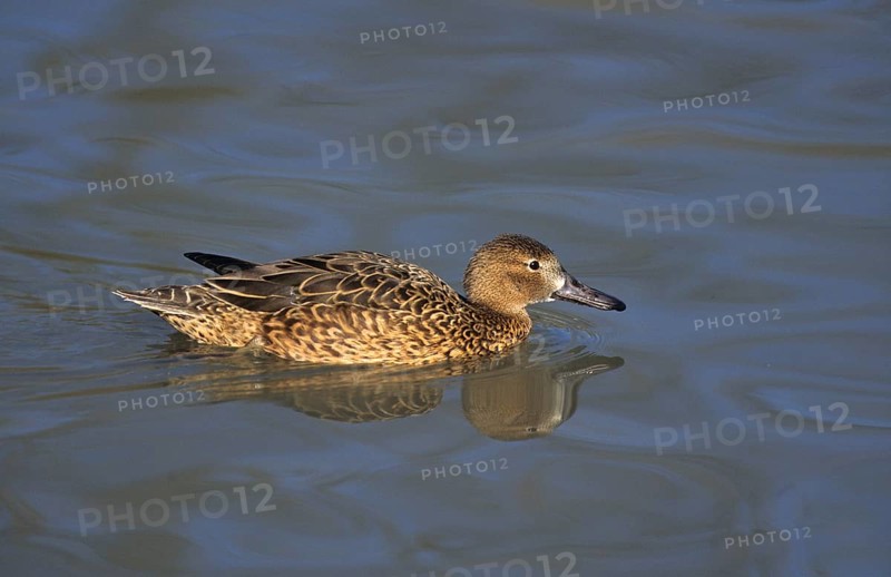Cinnamon teal