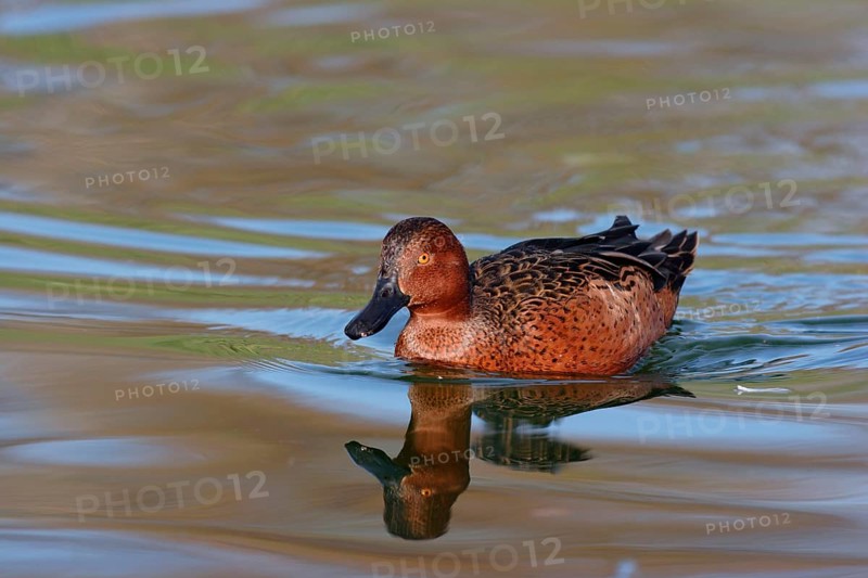 Andean Cinnamon Teal