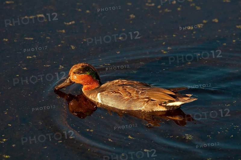 Green-winged Teal