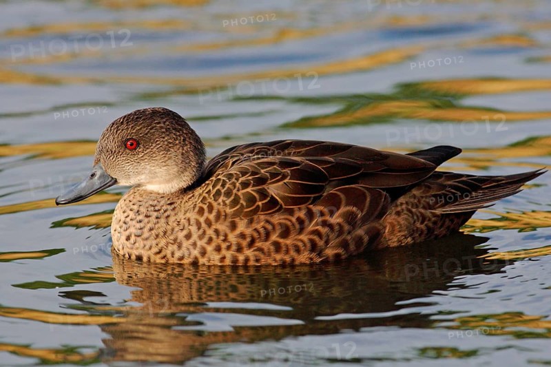 Australian White-throated Duck