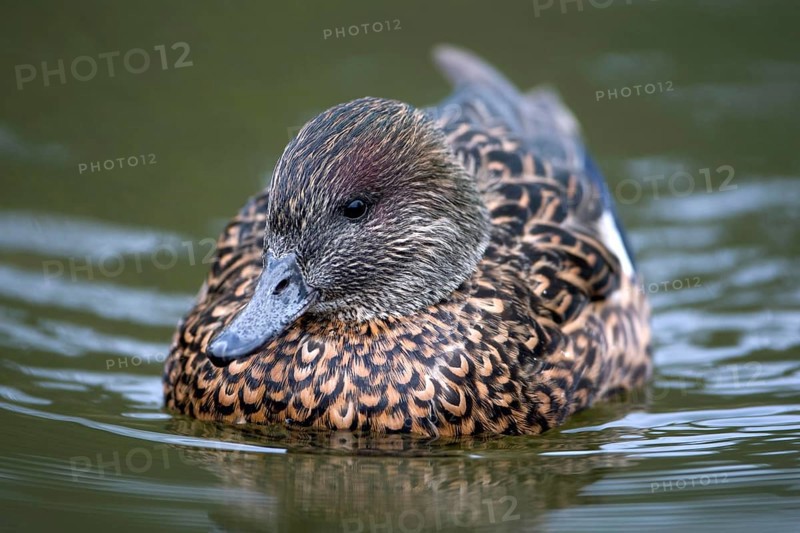 Falcon Duck