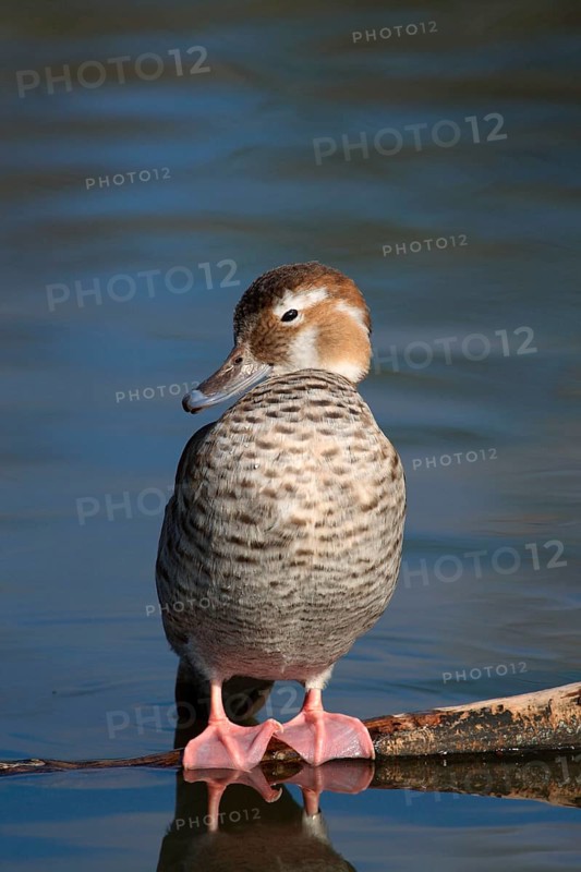 Red-shouldered Duck