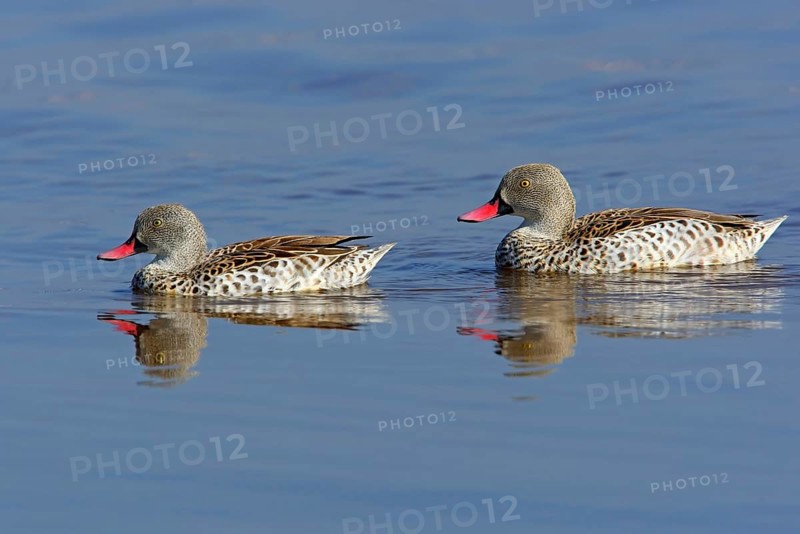 Cape cape teal
