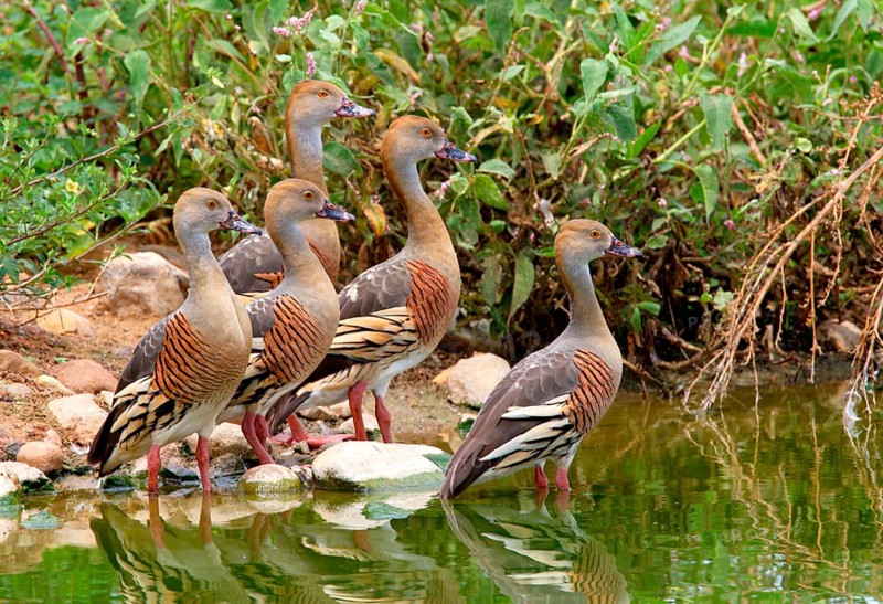 Plumed Whistling-duck