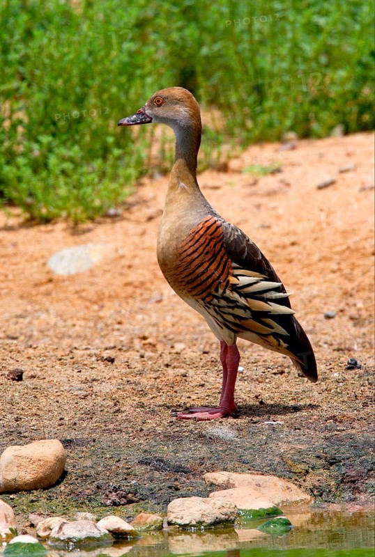 Plumed Whistling-duck