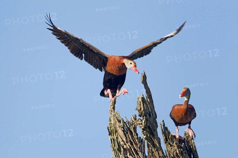Autumn whistling duck