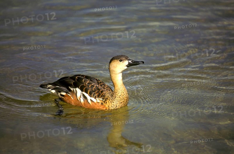 Wandering Whistling Duck