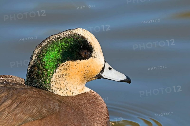 American Wigeon
