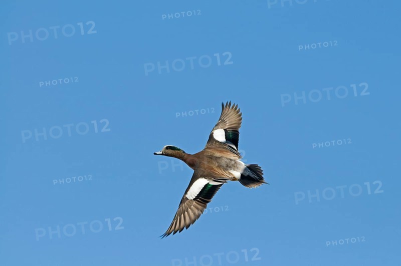 American Wigeon