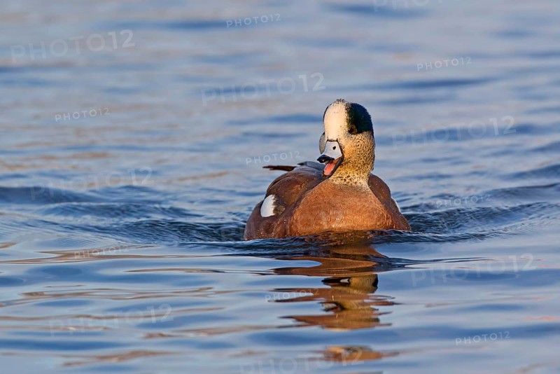 American Wigeon