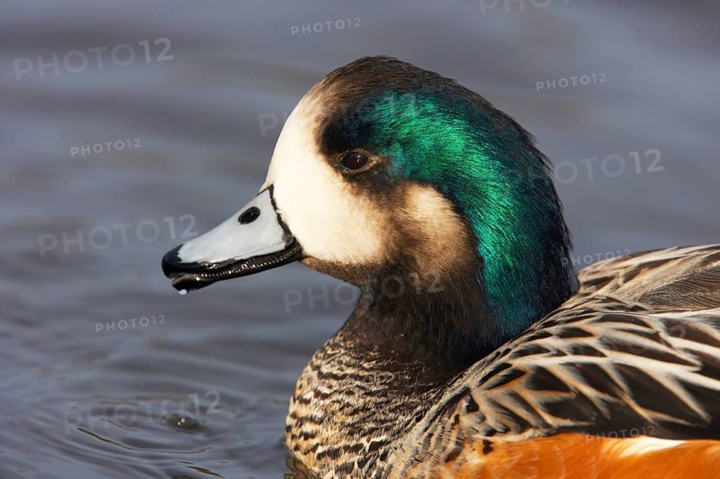 Chilean Wigeon