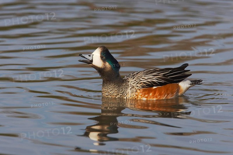 Chilean Wigeon