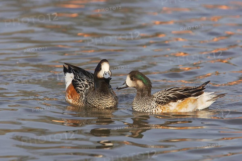 Chilean Wigeon