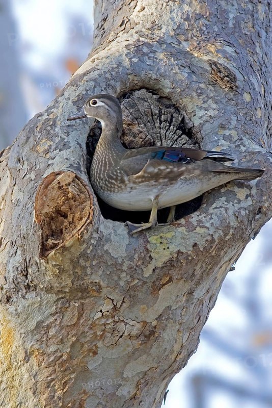 Wood Duck