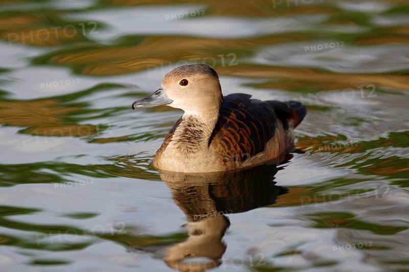 Lesser whistling duck