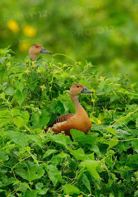 Lesser Whistling-duck