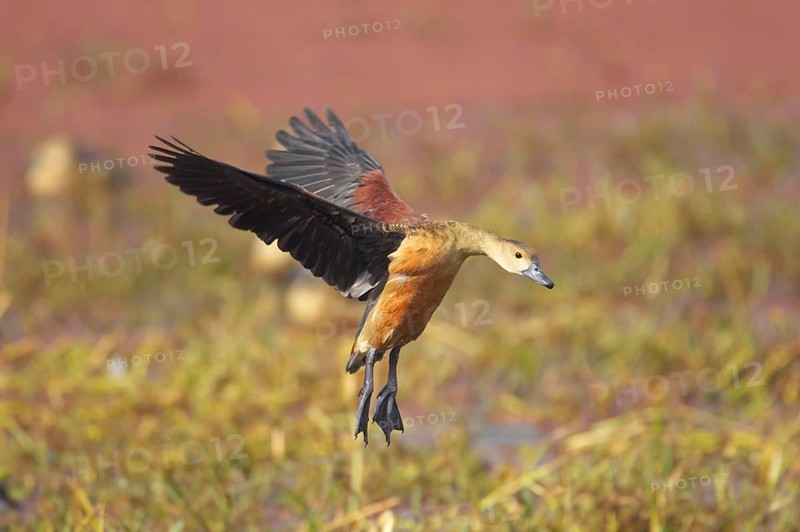 Lesser whistling duck