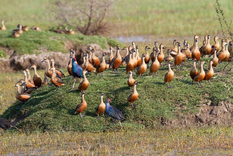 Flock of lesser whistling duck