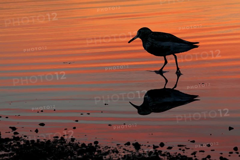 Dunlin