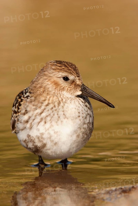 Dunlin