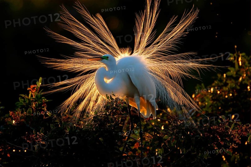 Adult great egret