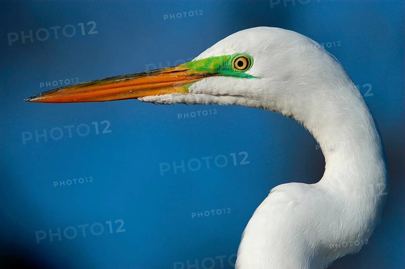 Great egret