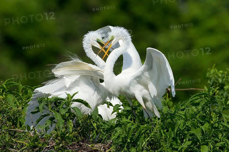 Great egret