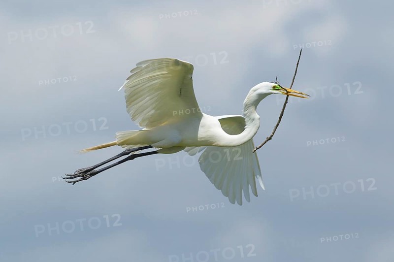 Great egret