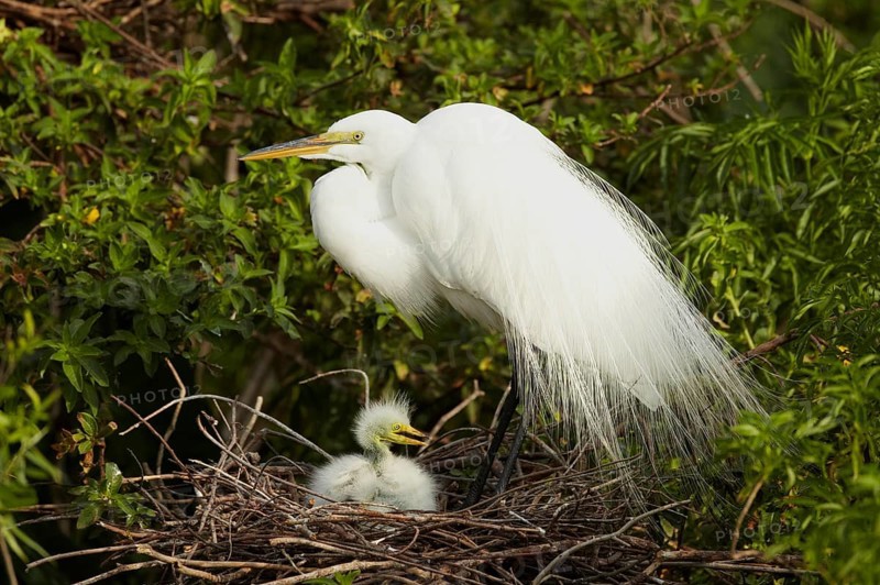 Great Egret