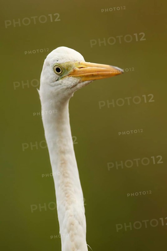 Adult great egret