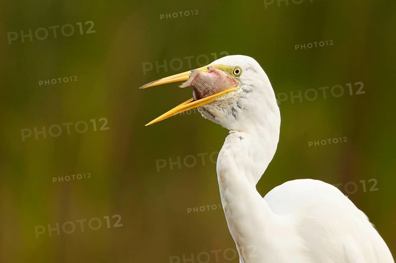 Great egret