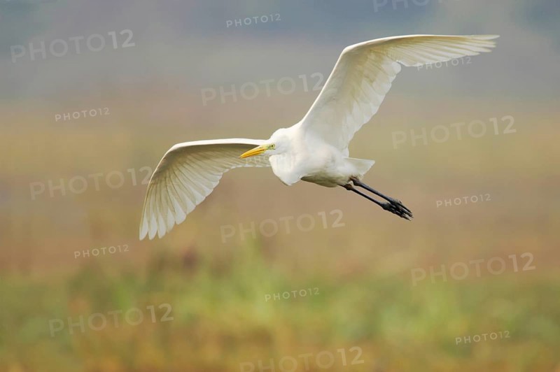 Great egret