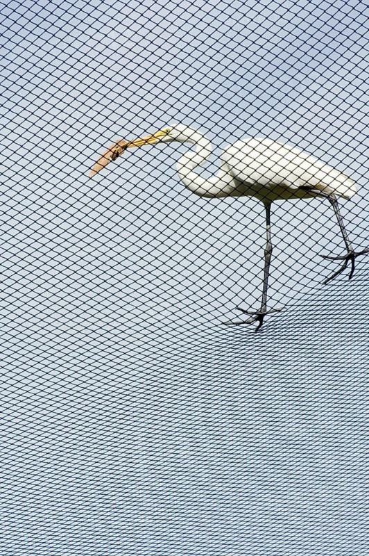 Middle egret