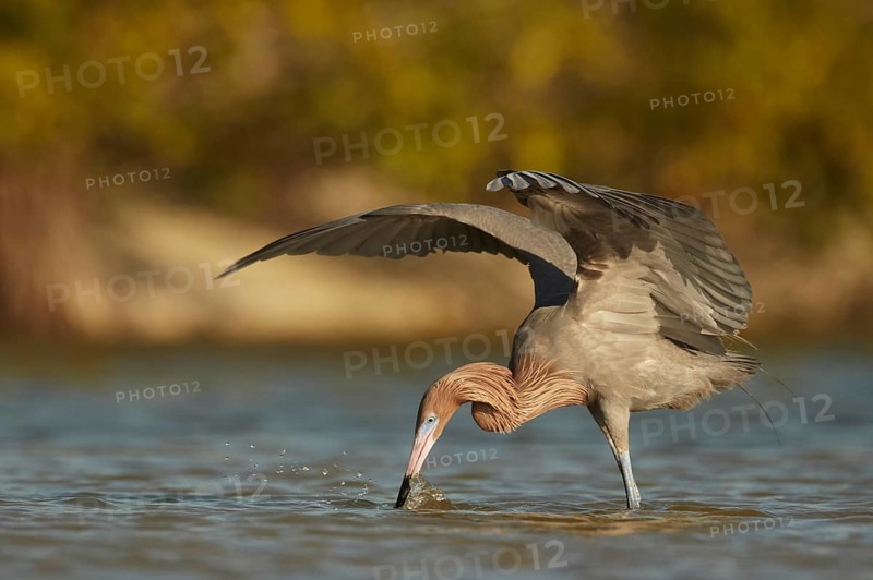 Reddish Egret