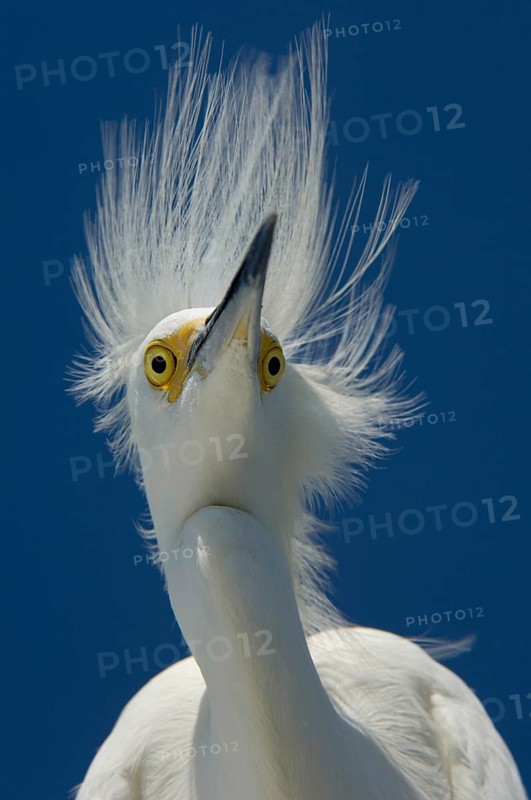 Snowy egret