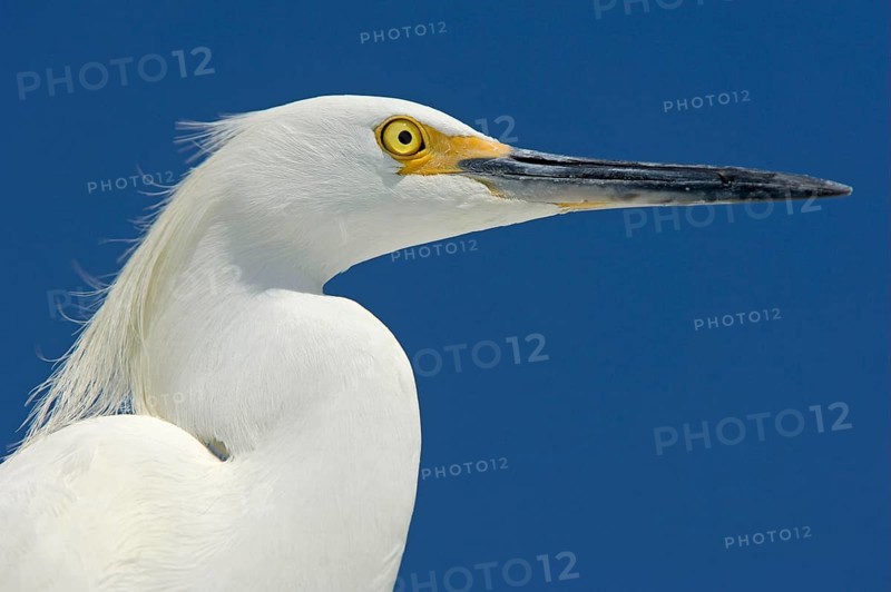 Snowy egret