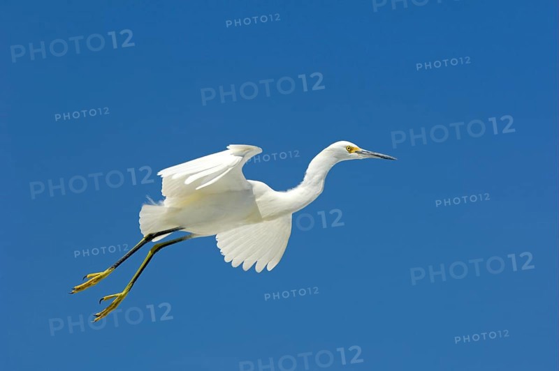 Snowy egret