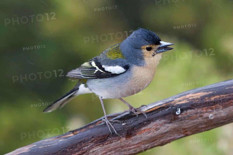 Madeiran Chaffinch