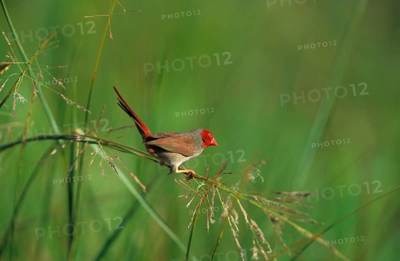 Crimson finch