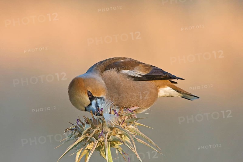 Hawfinch