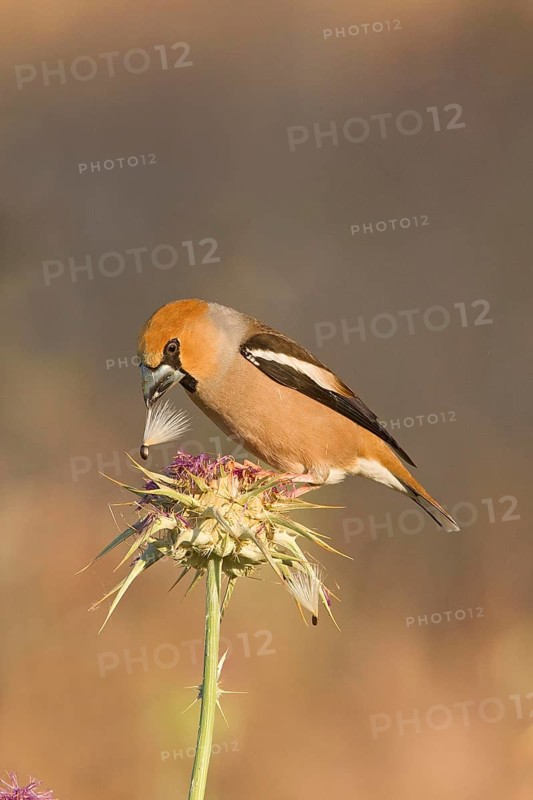 Hawfinch