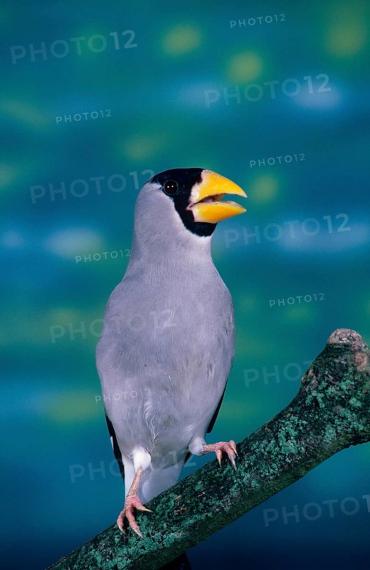Japanese Hawfinch