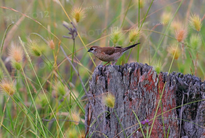 Plum-headed finch