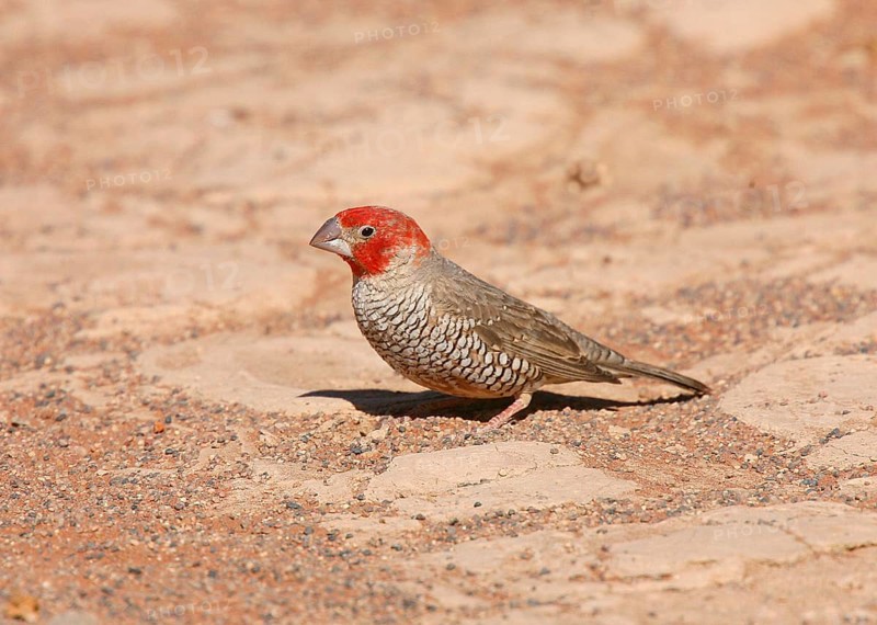 Red-headed finches